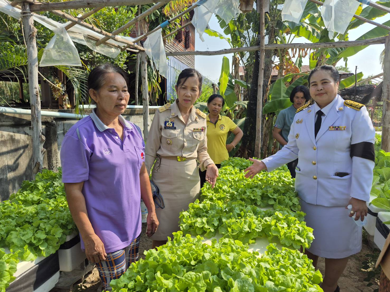พช.โคราช ลงพื้นที่เมืองยาง ติดตามความสำเร็จ "บ้านนี้มีรัก ปลูกผักกินเอง" ชูโมเดลความมั่นคงทางอาหาร สร้างชุมชนเข้มแข็งและคุณภาพชีวิตที่ดีอย่างยั่งยืน